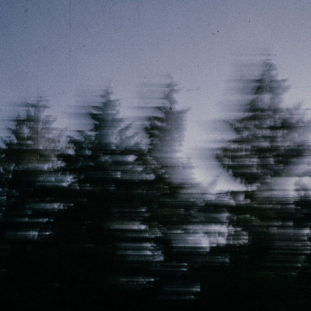 Cover art for Bertie Newman – between the pines